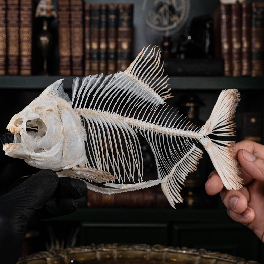 Pacu fish, piranha fish, monster fish bone collection, oddities and curiosities,  Real fish skeleton taxidermy,  real fish skull, trophy fish taxidermy,  fish anatomy,  Goth home decor, dark academia, vulture culture