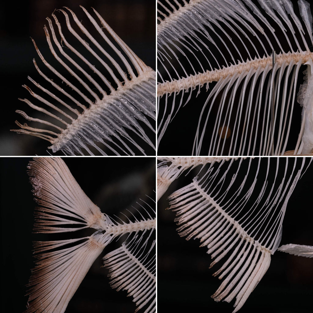 Pacu fish, piranha fish, monster fish bone collection, oddities and curiosities,  Real fish skeleton taxidermy,  real fish skull, trophy fish taxidermy,  fish anatomy,  Goth home decor, dark academia, vulture culture