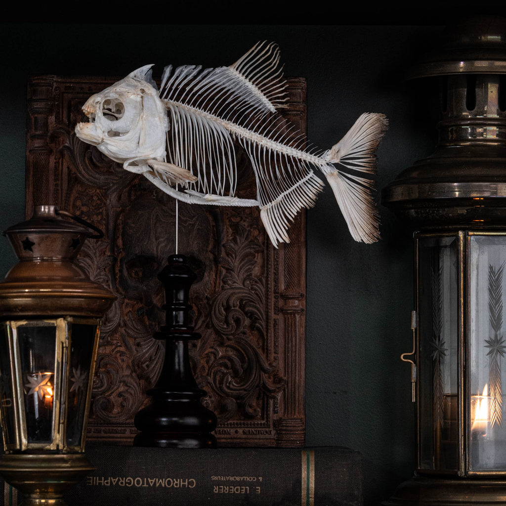 Pacu fish, piranha fish, monster fish bone collection, oddities and curiosities,  Real fish skeleton taxidermy,  real fish skull, trophy fish taxidermy,  fish anatomy,  Goth home decor, dark academia, vulture culture