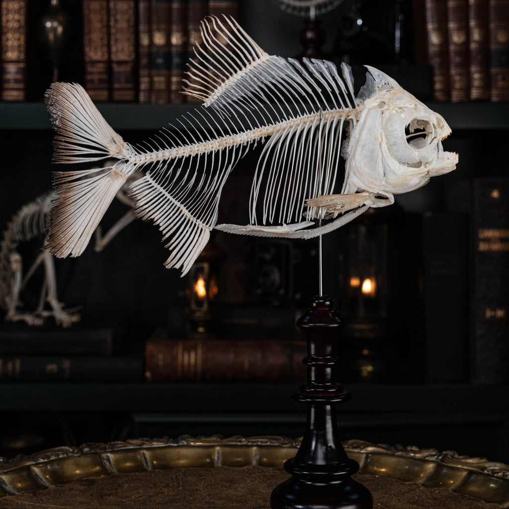 Pacu fish, piranha fish, monster fish bone collection, oddities and curiosities,  Real fish skeleton taxidermy,  real fish skull, trophy fish taxidermy,  fish anatomy,  Goth home decor, dark academia, vulture culture