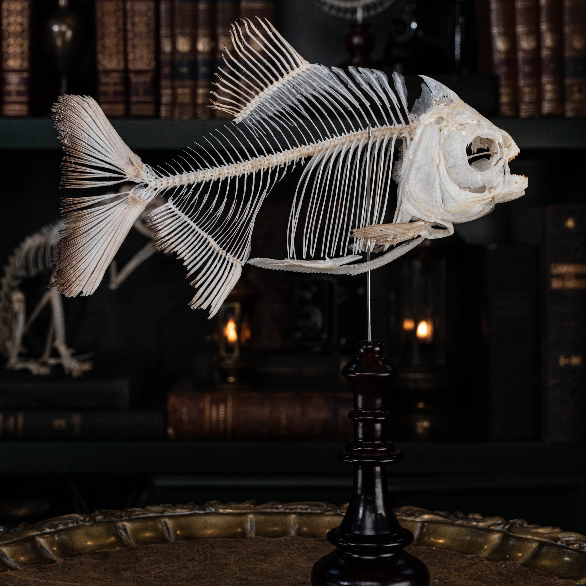 fish skeleton accessory for aquarium Real Pacu Fish Skeleton – Piranha Taxidermy Oddities – Duy Ng Skeleton