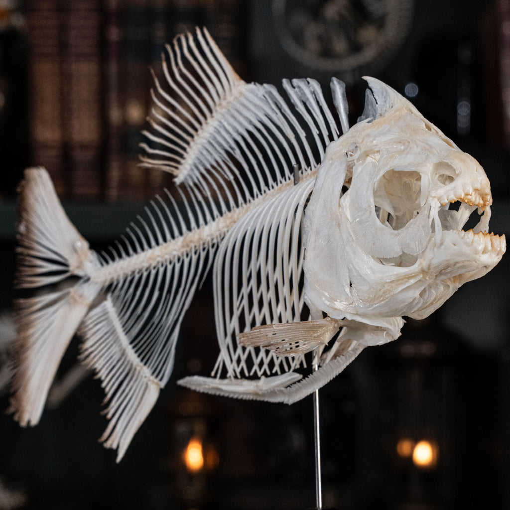 Pacu fish, piranha fish, monster fish bone collection, oddities and curiosities,  Real fish skeleton taxidermy,  real fish skull, trophy fish taxidermy,  fish anatomy,  Goth home decor, dark academia, vulture culture