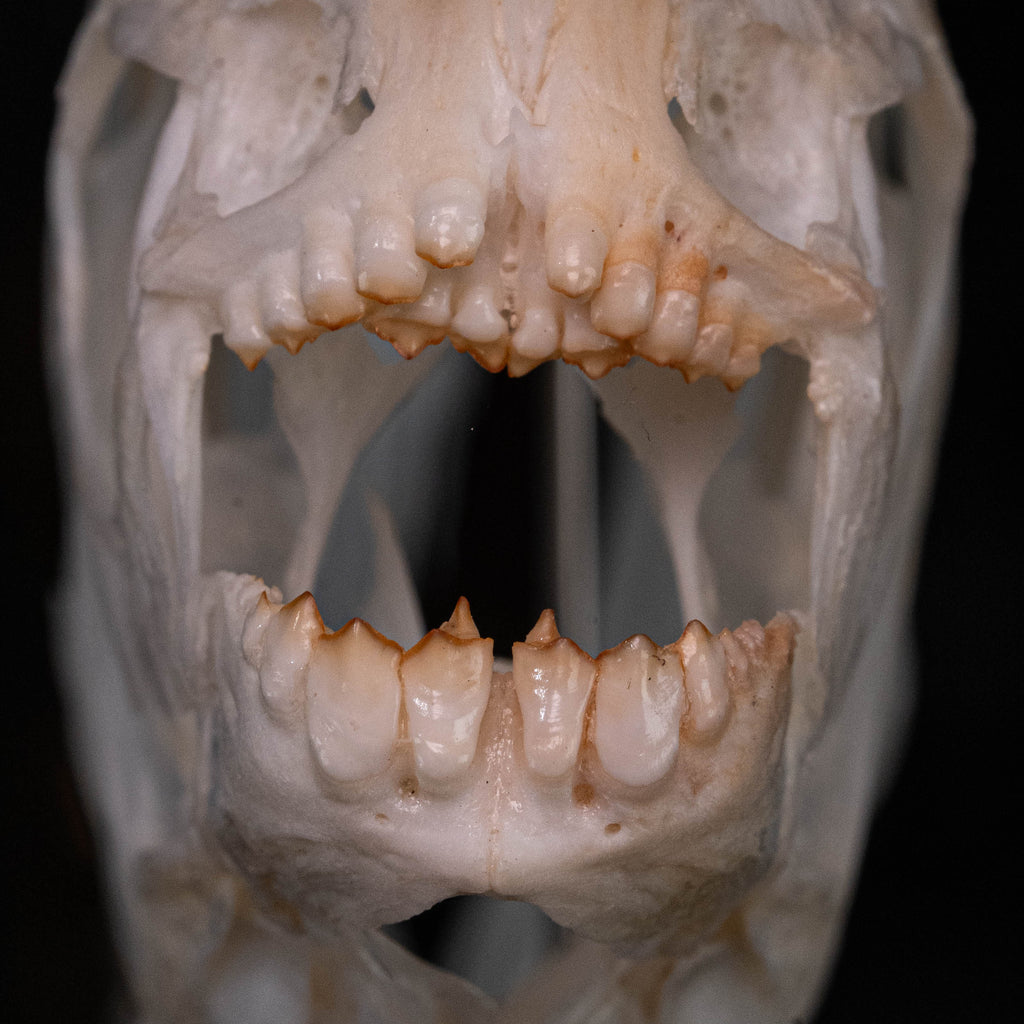 Pacu fish, piranha fish, monster fish bone collection, oddities and curiosities,  Real fish skeleton taxidermy,  real fish skull, trophy fish taxidermy,  fish anatomy,  Goth home decor, dark academia, vulture culture