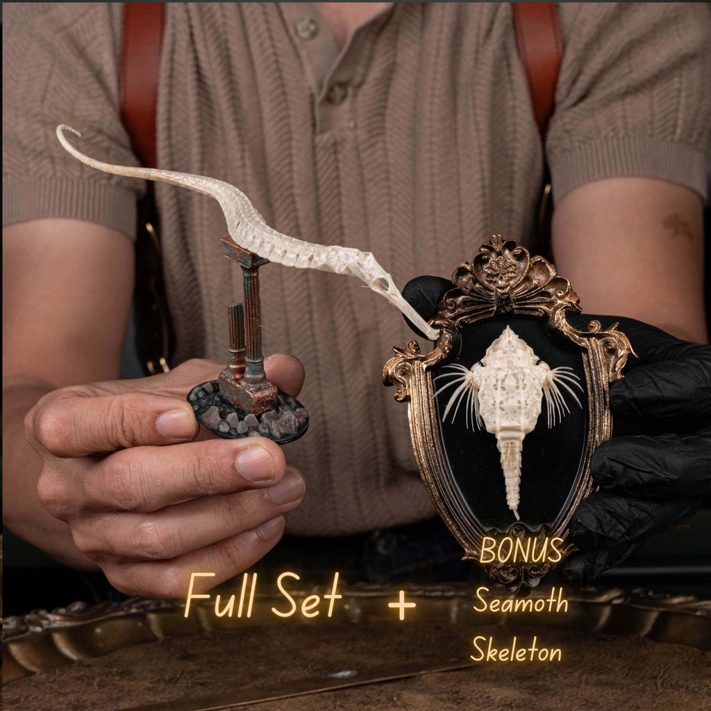 real pipefish skeleton, seahorse skeleton, alligator pipefish, Syngnathinae
bone collection,
oddities and curiosities, 
Real fish skeleton taxidermy, 
real fish skull,
trophy fish taxidermy, 
fish anatomy, 
Goth home decor, dark academia, vulture culture