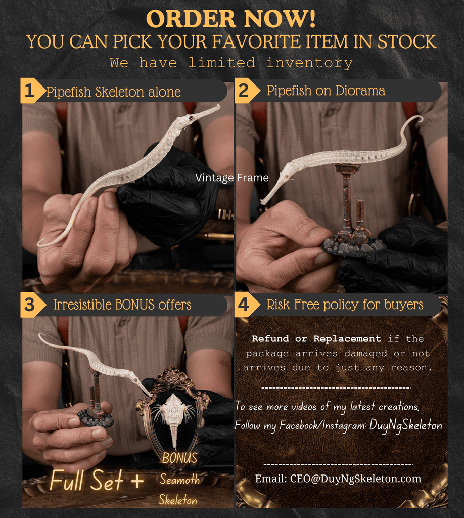 real pipefish skeleton, seahorse skeleton, alligator pipefish, Syngnathinae
bone collection,
oddities and curiosities, 
Real fish skeleton taxidermy, 
real fish skull,
trophy fish taxidermy, 
fish anatomy, 
Goth home decor, dark academia, vulture culture