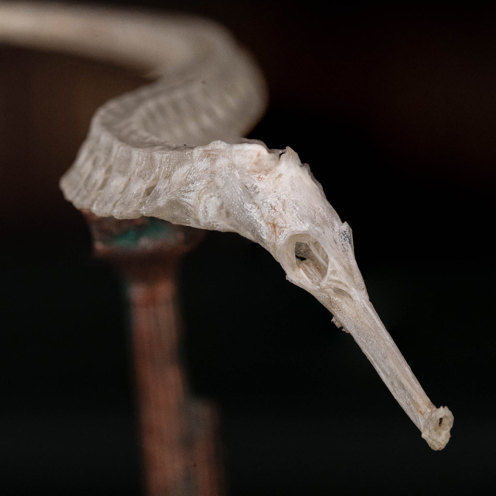 real pipefish skeleton, seahorse skeleton, alligator pipefish, Syngnathinae
bone collection,
oddities and curiosities, 
Real fish skeleton taxidermy, 
real fish skull,
trophy fish taxidermy, 
fish anatomy, 
Goth home decor, dark academia, vulture culture