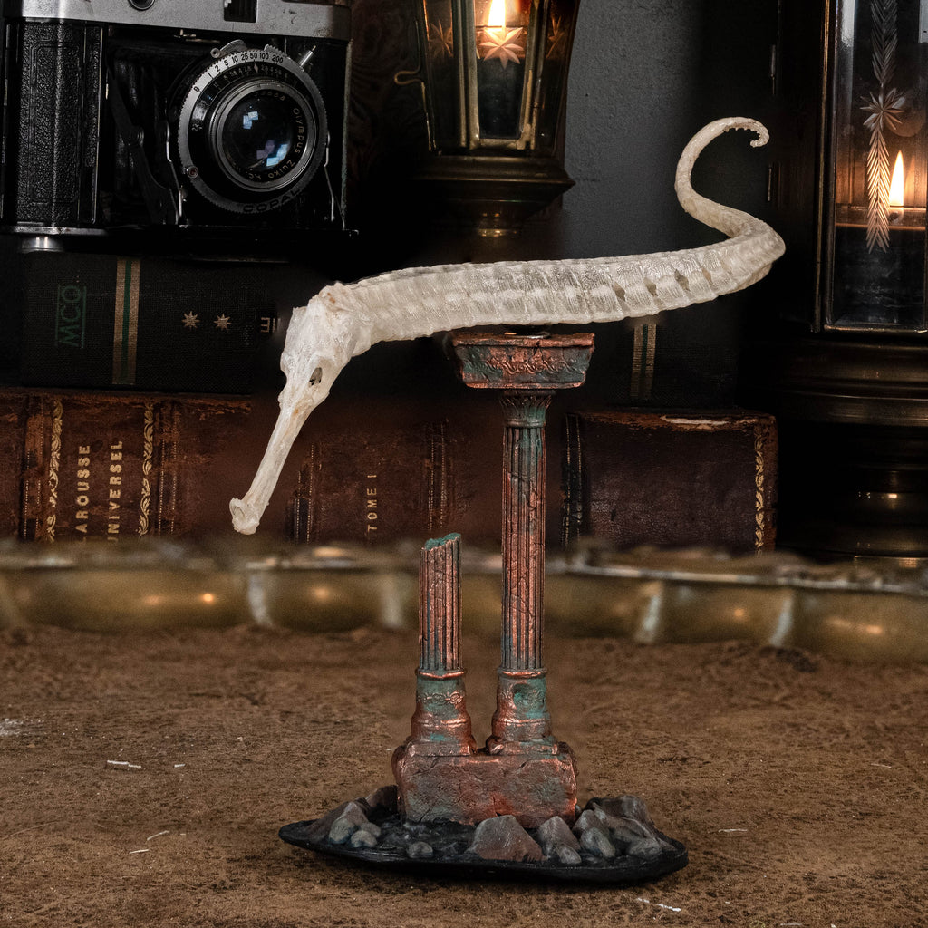 real pipefish skeleton, seahorse skeleton, alligator pipefish, Syngnathinae
bone collection,
oddities and curiosities, 
Real fish skeleton taxidermy, 
real fish skull,
trophy fish taxidermy, 
fish anatomy, 
Goth home decor, dark academia, vulture culture