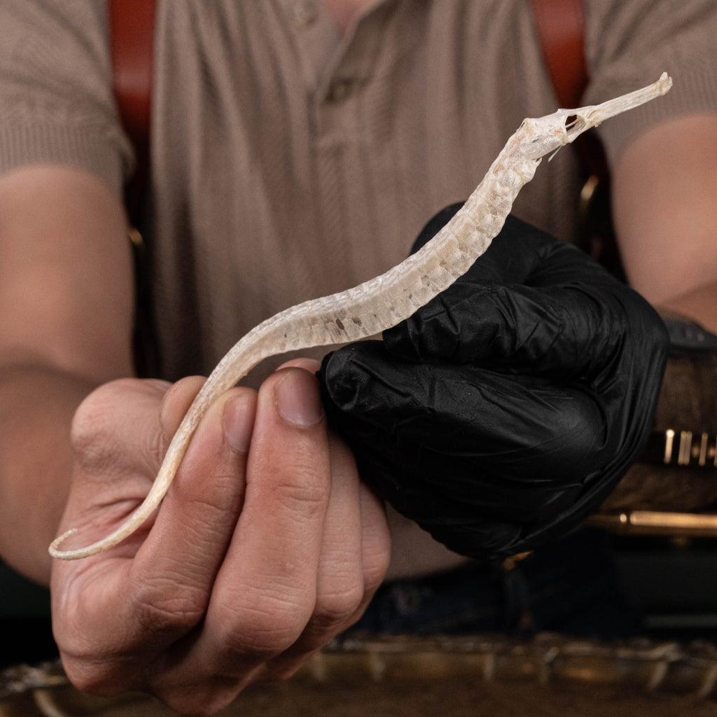 real pipefish skeleton, seahorse skeleton, alligator pipefish, Syngnathinae
bone collection,
oddities and curiosities, 
Real fish skeleton taxidermy, 
real fish skull,
trophy fish taxidermy, 
fish anatomy, 
Goth home decor, dark academia, vulture culture