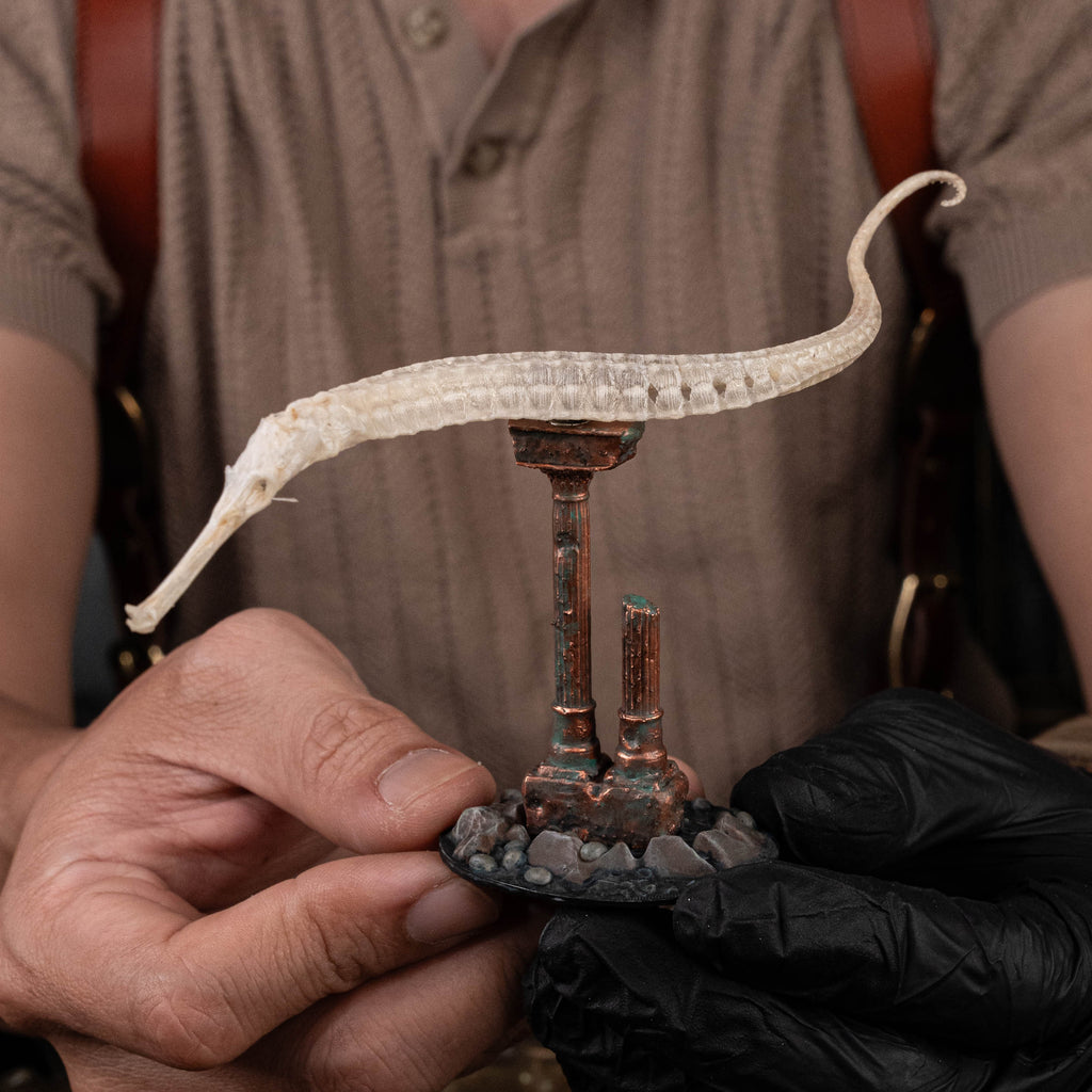 real pipefish skeleton, seahorse skeleton, alligator pipefish, Syngnathinae
bone collection,
oddities and curiosities, 
Real fish skeleton taxidermy, 
real fish skull,
trophy fish taxidermy, 
fish anatomy, 
Goth home decor, dark academia, vulture culture