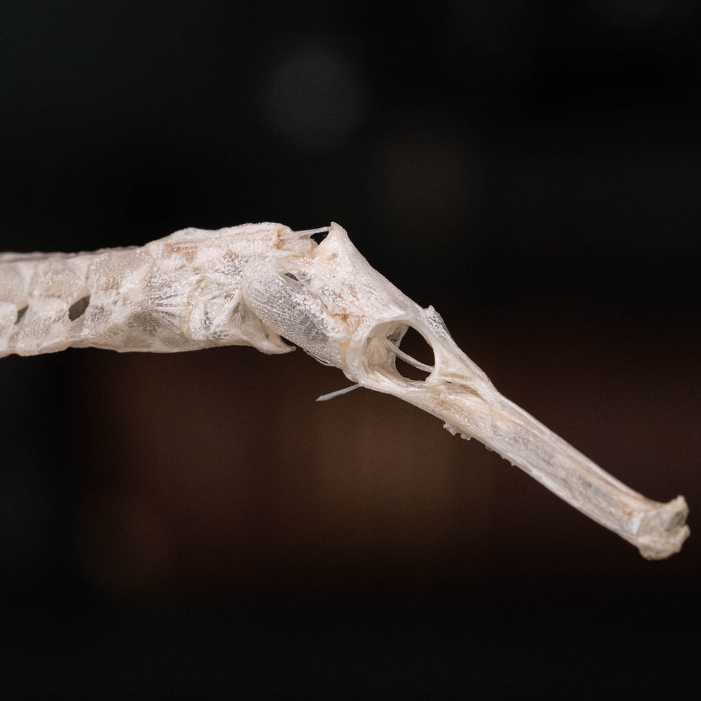 real pipefish skeleton, seahorse skeleton, alligator pipefish, Syngnathinae
bone collection,
oddities and curiosities, 
Real fish skeleton taxidermy, 
real fish skull,
trophy fish taxidermy, 
fish anatomy, 
Goth home decor, dark academia, vulture culture