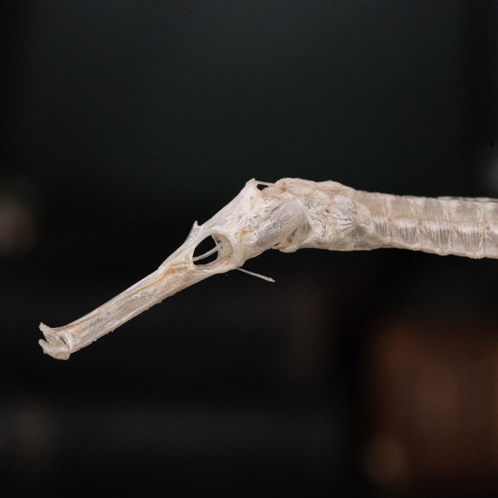 real pipefish skeleton, seahorse skeleton, alligator pipefish, Syngnathinae
bone collection,
oddities and curiosities, 
Real fish skeleton taxidermy, 
real fish skull,
trophy fish taxidermy, 
fish anatomy, 
Goth home decor, dark academia, vulture culture