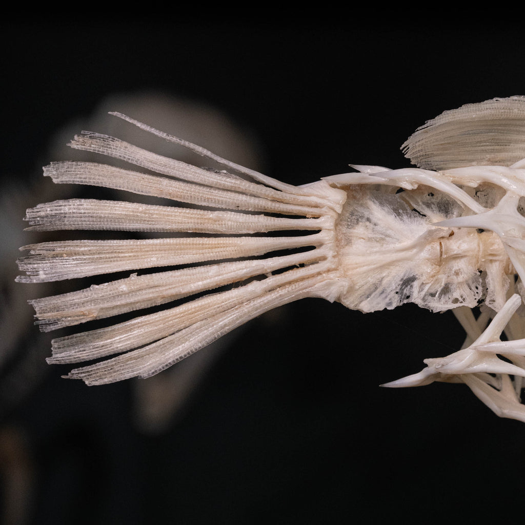 Porcupinefish skeleton
Pufferfish skeleton 
armoured fish 
fish taxidermy
Fish anatomy 
Osteology art decor
zoology zoologist gift
curio cabinet
museum fish specimen
Curio Cabinet, weirdcore, bookshelf decor
witch craft 
gothic art decor