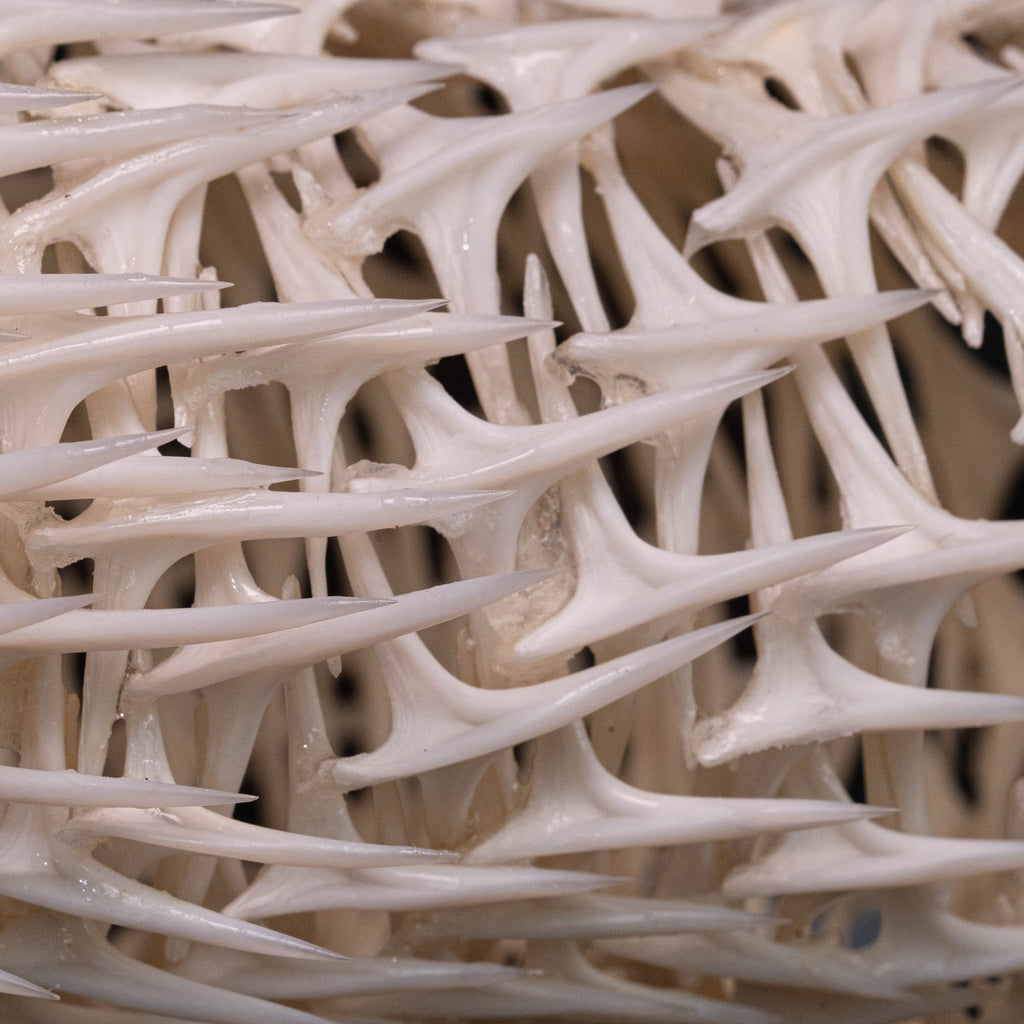 Porcupinefish skeleton
Pufferfish skeleton 
armoured fish 
fish taxidermy
Fish anatomy 
Osteology art decor
zoology zoologist gift
curio cabinet
museum fish specimen
Curio Cabinet, weirdcore, bookshelf decor
witch craft 
gothic art decor