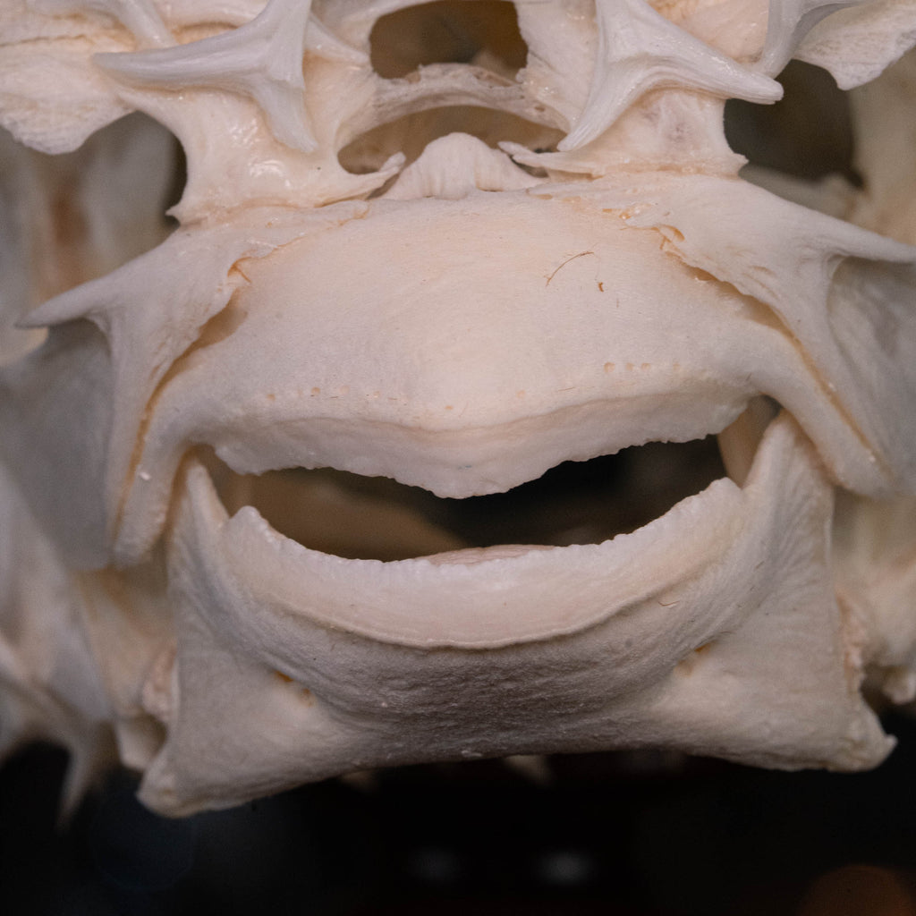 Porcupinefish skeleton
Pufferfish skeleton 
armoured fish 
fish taxidermy
Fish anatomy 
Osteology art decor
zoology zoologist gift
curio cabinet
museum fish specimen
Curio Cabinet, weirdcore, bookshelf decor
witch craft 
gothic art decor