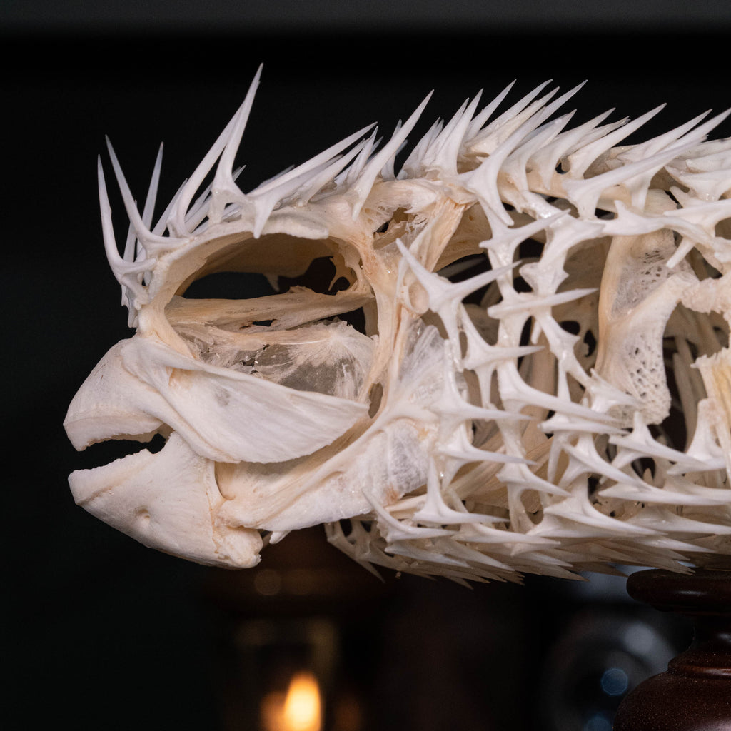 Porcupinefish skeleton
Pufferfish skeleton 
armoured fish 
fish taxidermy
Fish anatomy 
Osteology art decor
zoology zoologist gift
curio cabinet
museum fish specimen
Curio Cabinet, weirdcore, bookshelf decor
witch craft 
gothic art decor