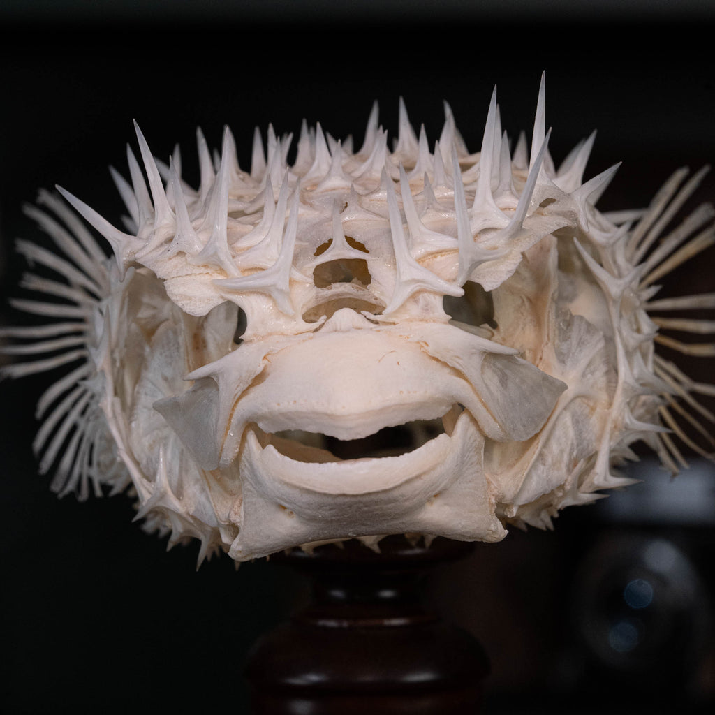 Porcupinefish skeleton
Pufferfish skeleton 
armoured fish 
fish taxidermy
Fish anatomy 
Osteology art decor
zoology zoologist gift
curio cabinet
museum fish specimen
Curio Cabinet, weirdcore, bookshelf decor
witch craft 
gothic art decor