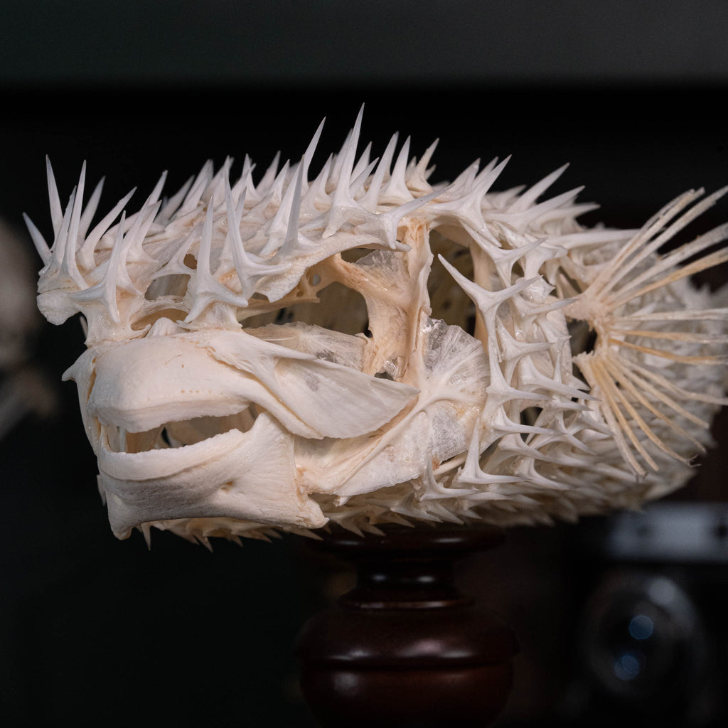 Porcupinefish skeleton
Pufferfish skeleton 
armoured fish 
fish taxidermy
Fish anatomy 
Osteology art decor
zoology zoologist gift
curio cabinet
museum fish specimen
Curio Cabinet, weirdcore, bookshelf decor
witch craft 
gothic art decor