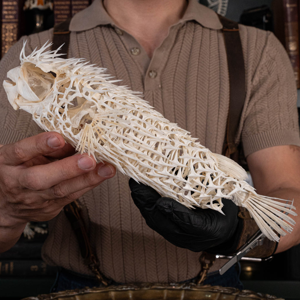 Porcupinefish skeleton
Pufferfish skeleton 
armoured fish 
fish taxidermy
Fish anatomy 
Osteology art decor
zoology zoologist gift
curio cabinet
museum fish specimen
Curio Cabinet, weirdcore, bookshelf decor
witch craft 
gothic art decor