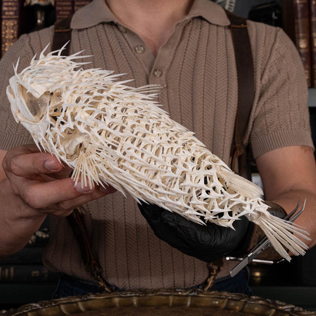 Porcupinefish skeleton
Pufferfish skeleton 
armoured fish 
fish taxidermy
Fish anatomy 
Osteology art decor
zoology zoologist gift
curio cabinet
museum fish specimen
Curio Cabinet, weirdcore, bookshelf decor
witch craft 
gothic art decor