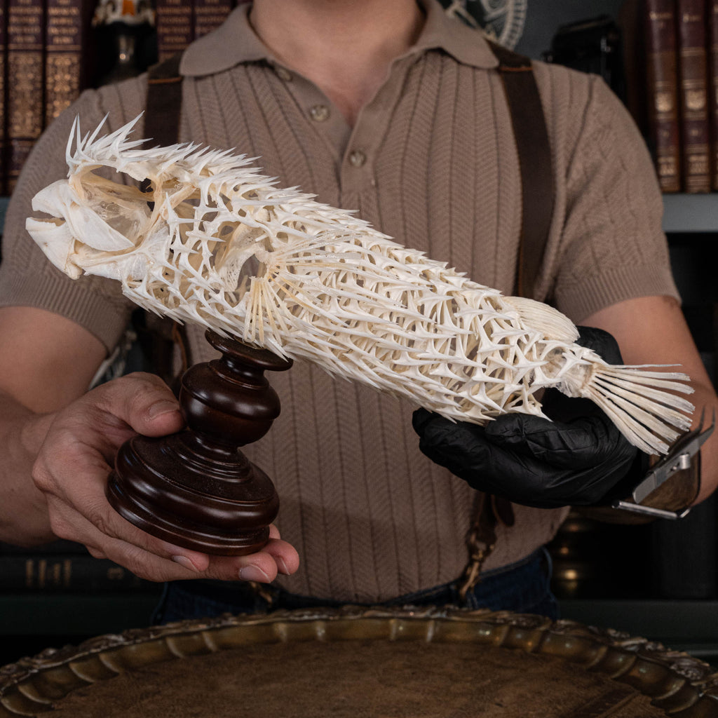 Porcupinefish skeleton
Pufferfish skeleton 
armoured fish 
fish taxidermy
Fish anatomy 
Osteology art decor
zoology zoologist gift
curio cabinet
museum fish specimen
Curio Cabinet, weirdcore, bookshelf decor
witch craft 
gothic art decor