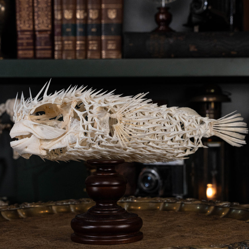 Porcupinefish skeleton
Pufferfish skeleton 
armoured fish 
fish taxidermy
Fish anatomy 
Osteology art decor
zoology zoologist gift
curio cabinet
museum fish specimen
Curio Cabinet, weirdcore, bookshelf decor
witch craft 
gothic art decor