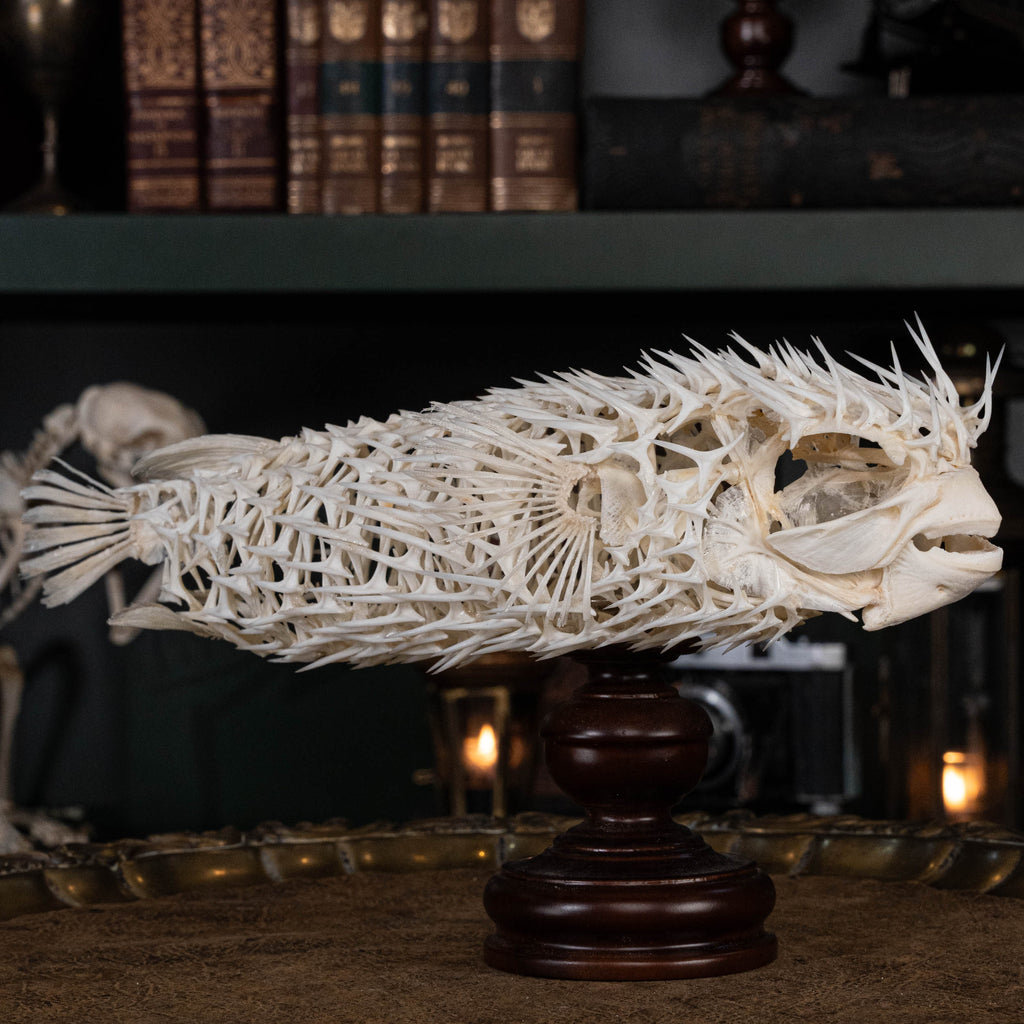 Porcupinefish skeleton
Pufferfish skeleton 
armoured fish 
fish taxidermy
Fish anatomy 
Osteology art decor
zoology zoologist gift
curio cabinet
museum fish specimen
Curio Cabinet, weirdcore, bookshelf decor
witch craft 
gothic art decor