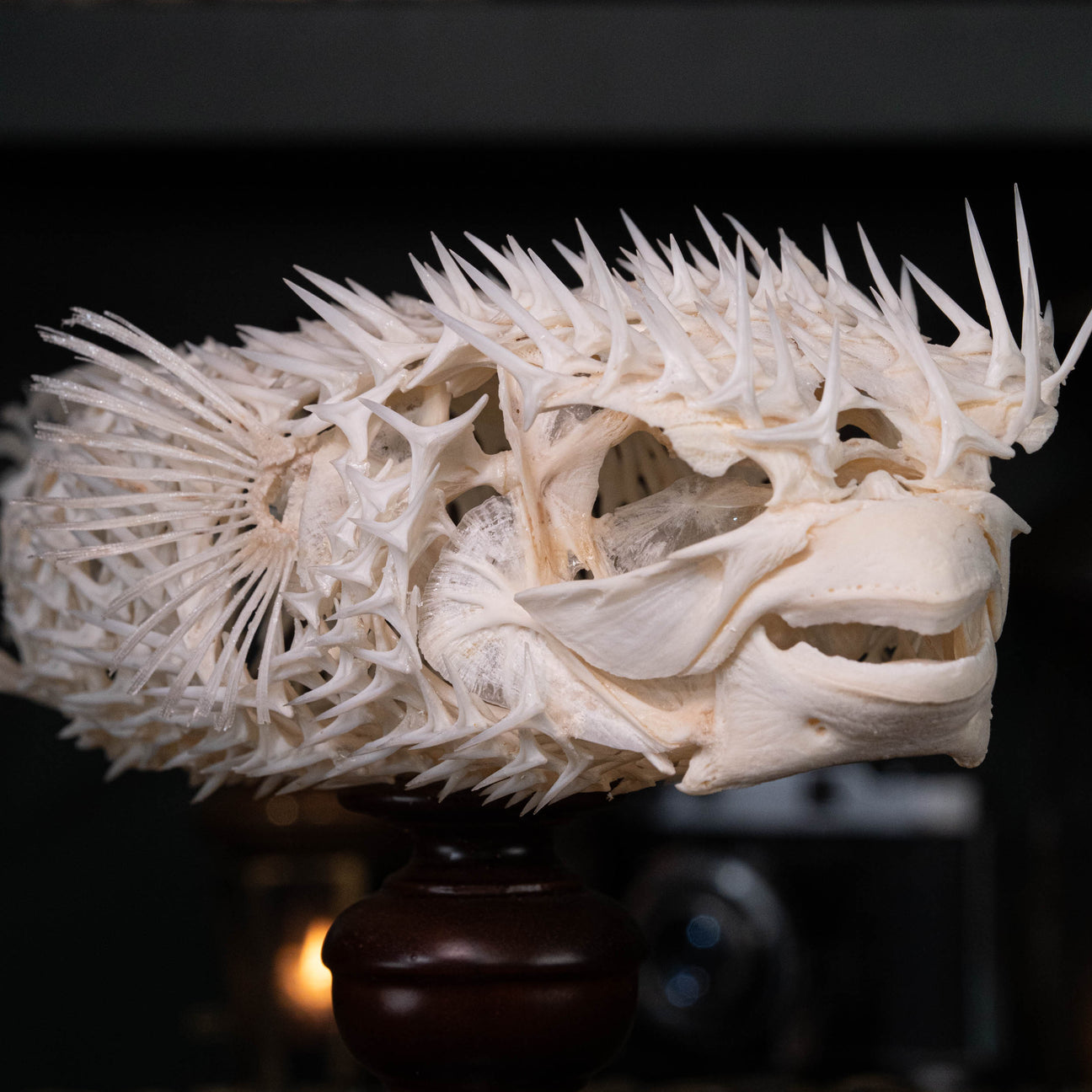 Porcupinefish skeleton
Pufferfish skeleton 
armoured fish 
fish taxidermy
Fish anatomy 
Osteology art decor
zoology zoologist gift
curio cabinet
museum fish specimen
Curio Cabinet, weirdcore, bookshelf decor
witch craft 
gothic art decor