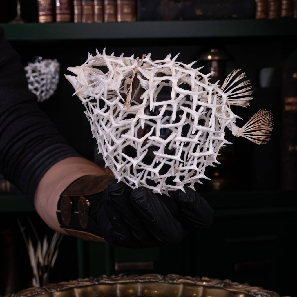 real pufferfish skeleton, fish taxidermy, pufferfish anatomy, museum specimen collection, bone collection,  skeleton collection,  oddities and curiosities
