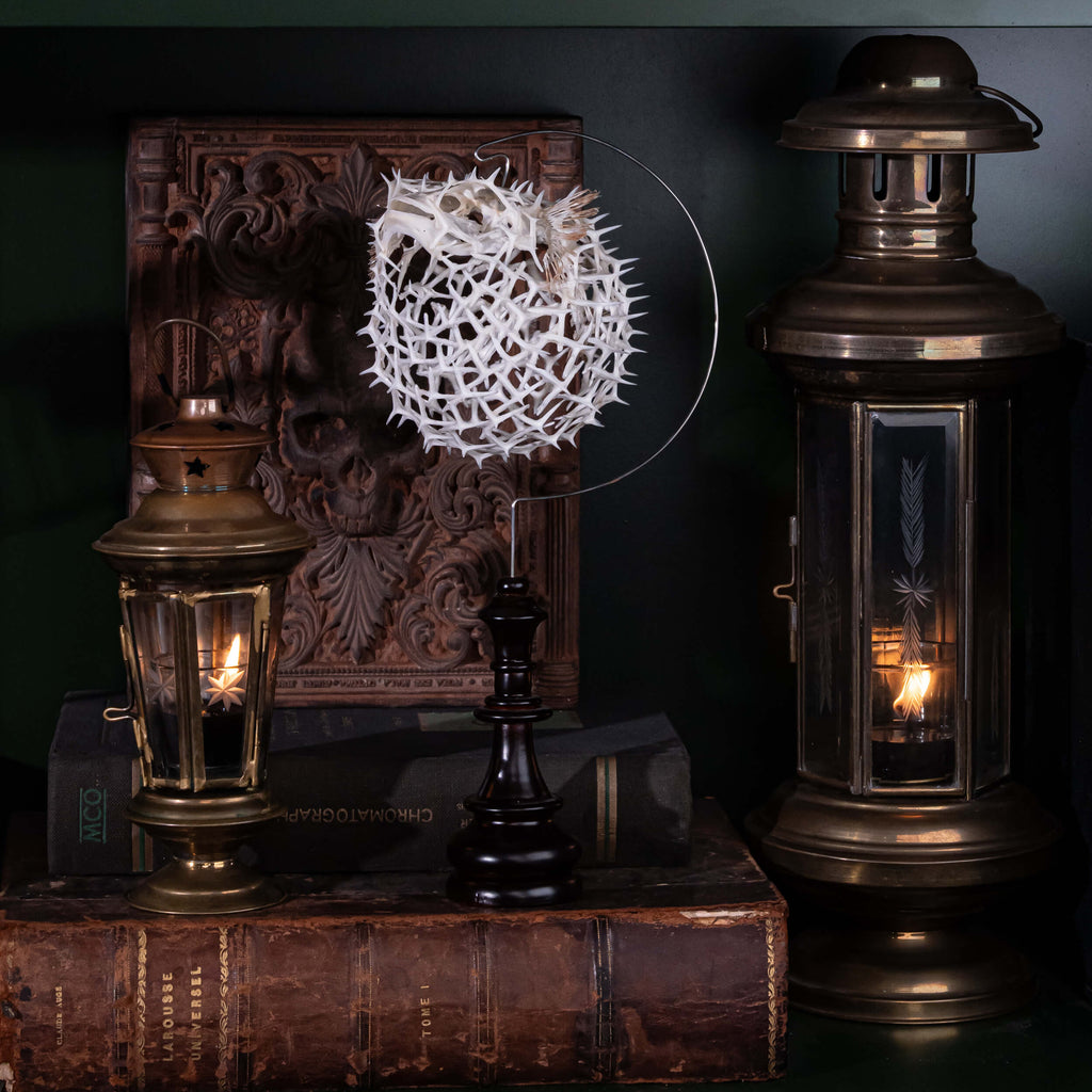 real pufferfish skeleton, fish taxidermy, pufferfish anatomy, museum specimen collection, bone collection,  skeleton collection,  oddities and curiosities