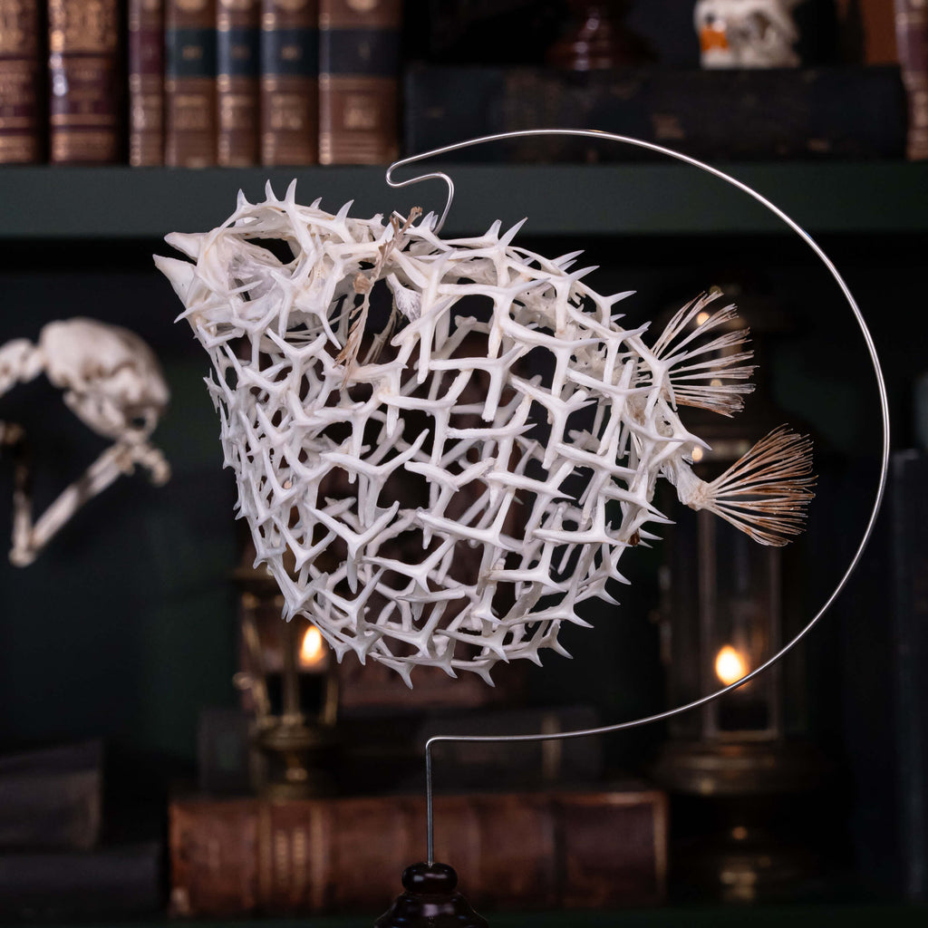 real pufferfish skeleton, fish taxidermy, pufferfish anatomy, museum specimen collection, bone collection,  skeleton collection,  oddities and curiosities