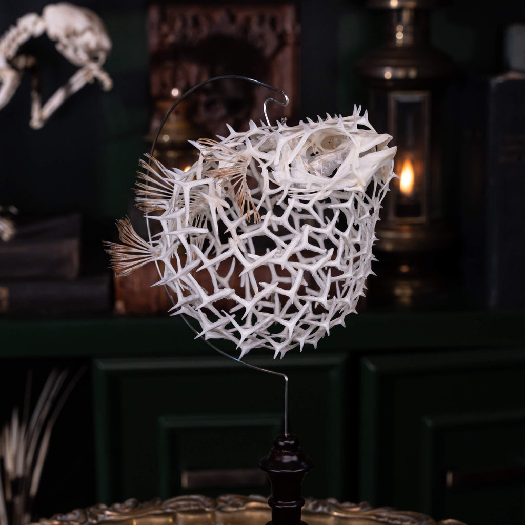 real pufferfish skeleton, fish taxidermy, pufferfish anatomy, museum specimen collection, bone collection,  skeleton collection,  oddities and curiosities