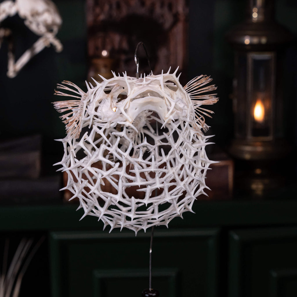 real pufferfish skeleton, fish taxidermy, pufferfish anatomy, museum specimen collection, bone collection,  skeleton collection,  oddities and curiosities