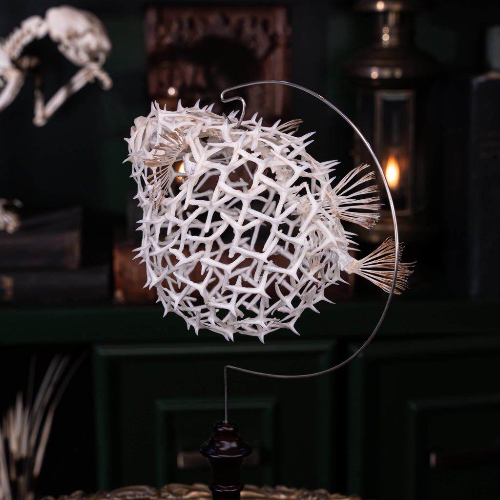 real pufferfish skeleton, fish taxidermy, pufferfish anatomy, museum specimen collection, bone collection,  skeleton collection,  oddities and curiosities
