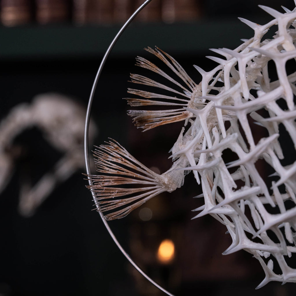 real pufferfish skeleton, fish taxidermy, pufferfish anatomy, museum specimen collection, bone collection,  skeleton collection,  oddities and curiosities