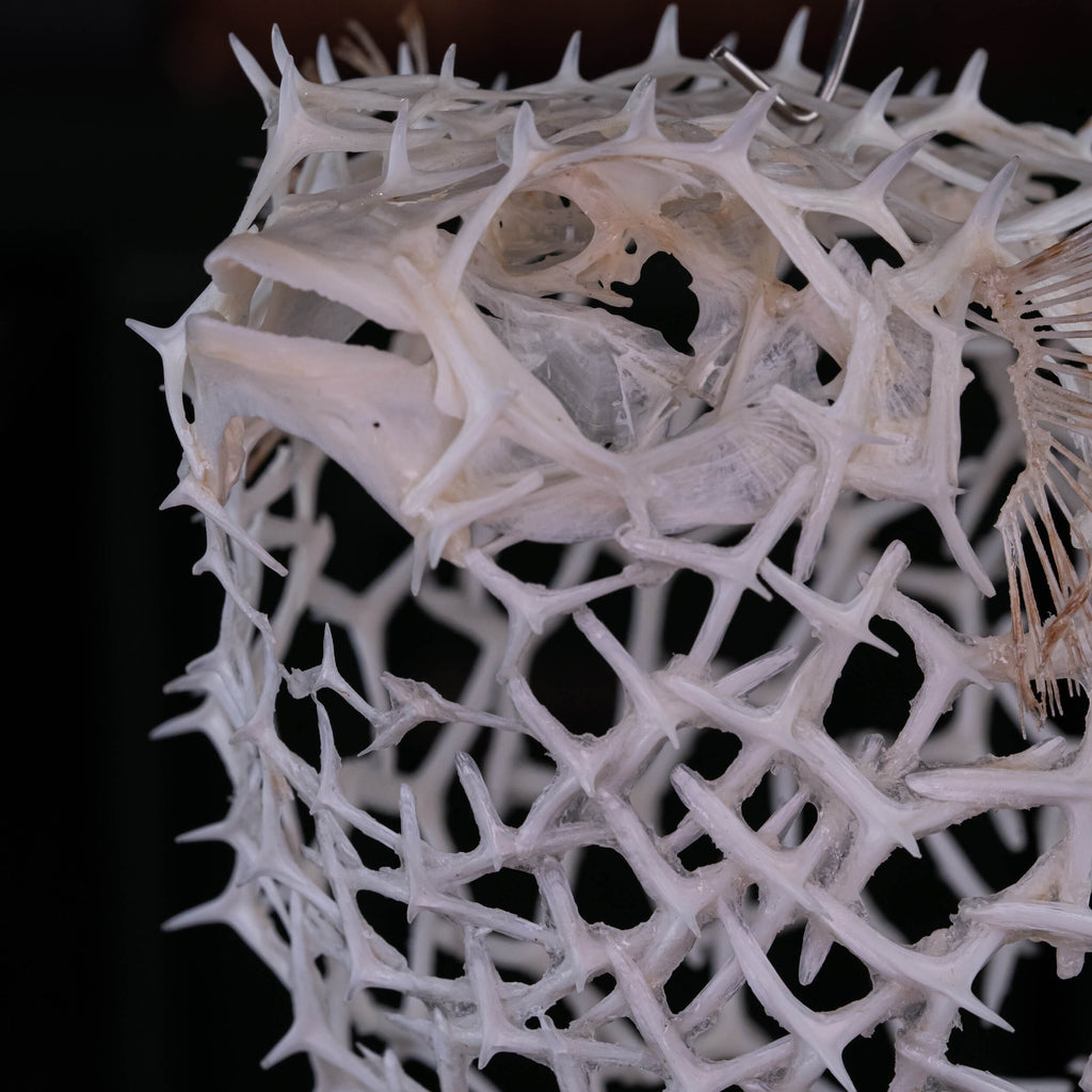 real pufferfish skeleton, fish taxidermy, pufferfish anatomy, museum specimen collection, bone collection,  skeleton collection,  oddities and curiosities
