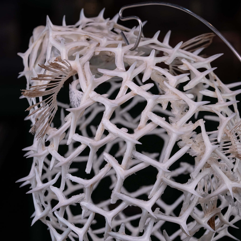 real pufferfish skeleton, fish taxidermy, pufferfish anatomy, museum specimen collection, bone collection,  skeleton collection,  oddities and curiosities