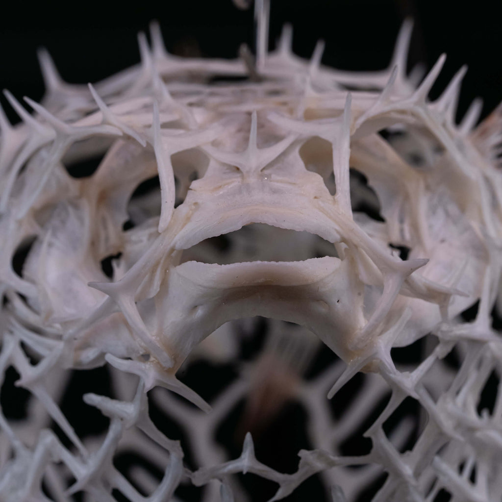 real pufferfish skeleton, fish taxidermy, pufferfish anatomy, museum specimen collection, bone collection,  skeleton collection,  oddities and curiosities