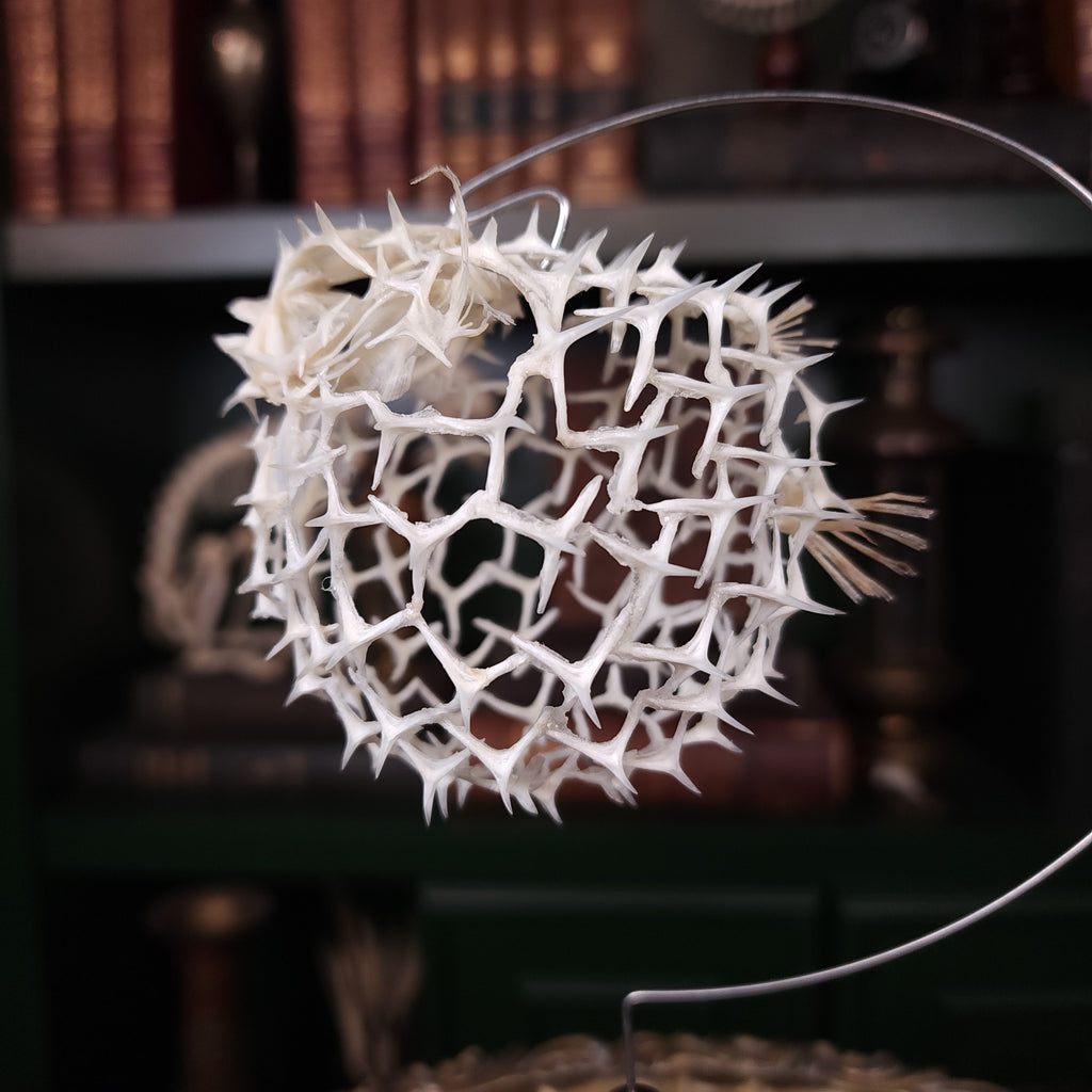 Real pufferfish skeleton taxidermy preserved in full form with spiky bones for marine bone art collectors