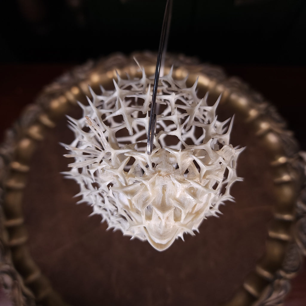 Real pufferfish skeleton taxidermy preserved in full form with spiky bones for marine bone art collectors