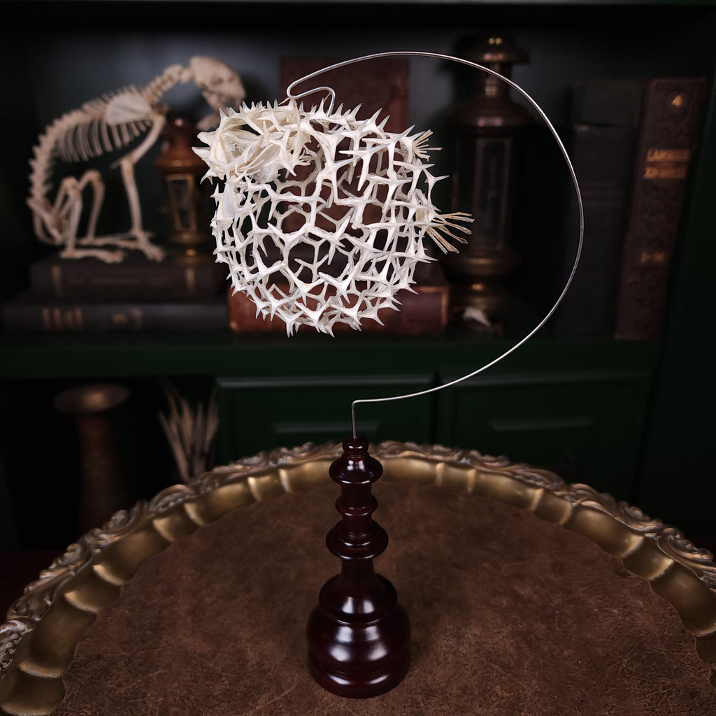 Real pufferfish skeleton taxidermy preserved in full form with spiky bones for marine bone art collectors