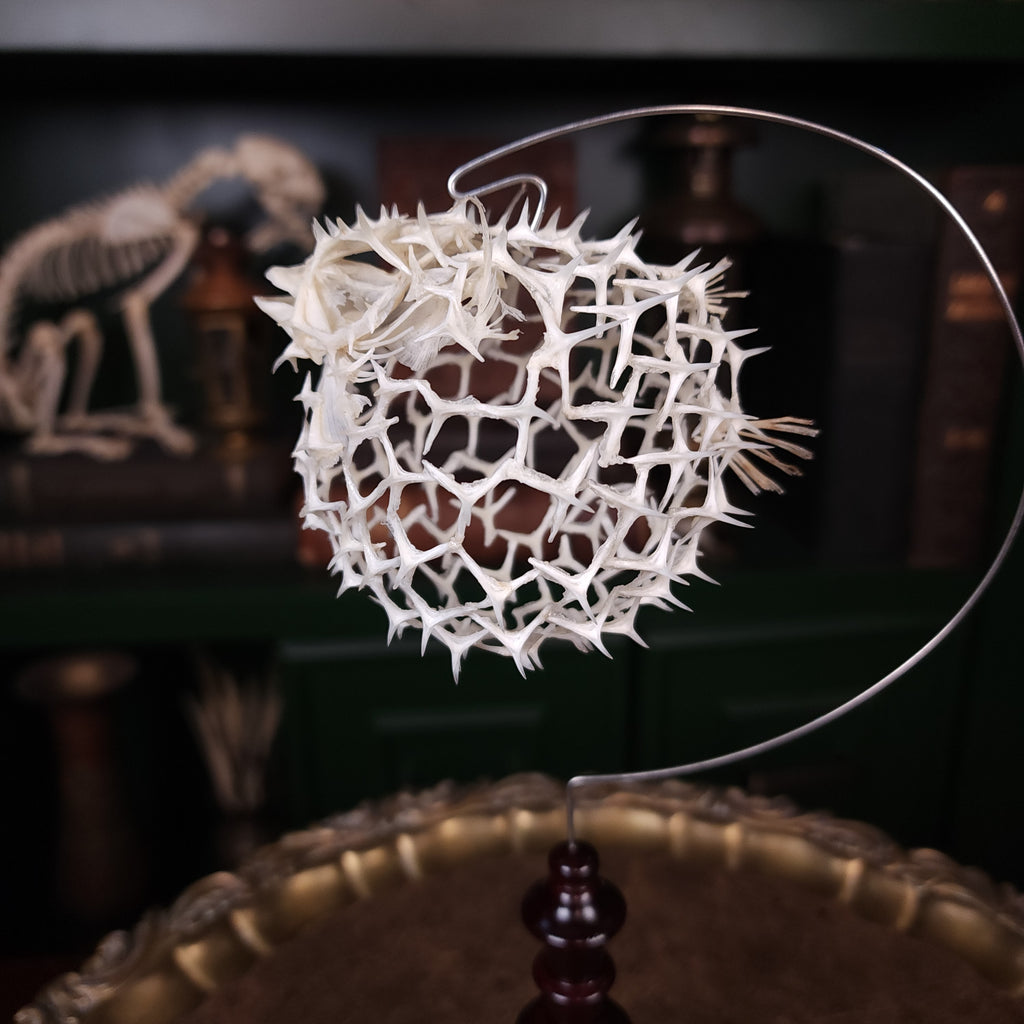 Real pufferfish skeleton taxidermy preserved in full form with spiky bones for marine bone art collectors