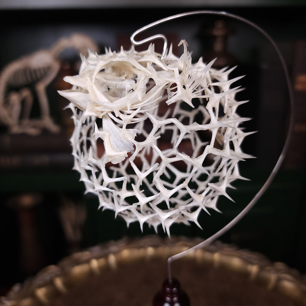 Real pufferfish skeleton taxidermy preserved in full form with spiky bones for marine bone art collectors