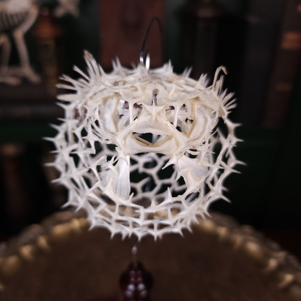 Real pufferfish skeleton taxidermy preserved in full form with spiky bones for marine bone art collectors