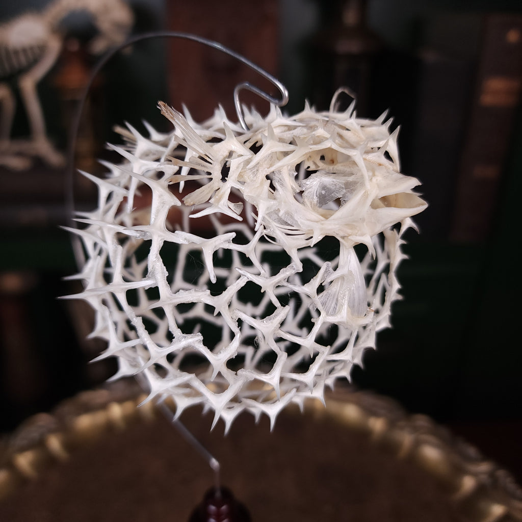 Real pufferfish skeleton taxidermy preserved in full form with spiky bones for marine bone art collectors
