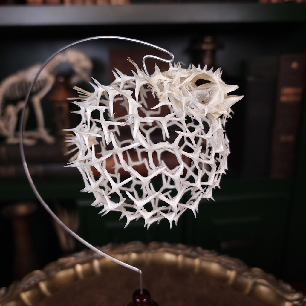Real pufferfish skeleton taxidermy preserved in full form with spiky bones for marine bone art collectors
