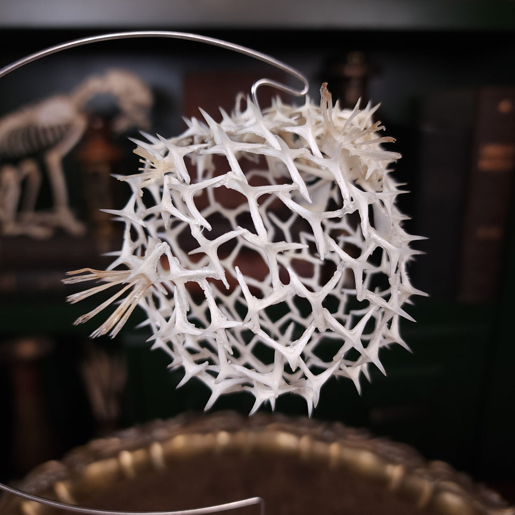 Real pufferfish skeleton taxidermy preserved in full form with spiky bones for marine bone art collectors