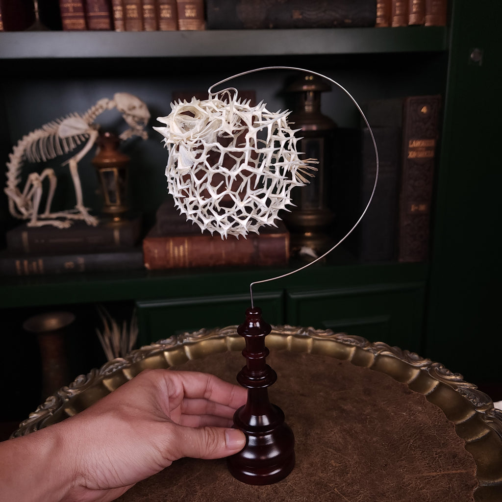 Real pufferfish skeleton taxidermy preserved in full form with spiky bones for marine bone art collectors