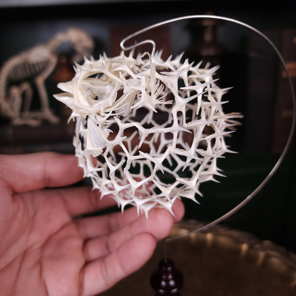 Real pufferfish skeleton taxidermy preserved in full form with spiky bones for marine bone art collectors