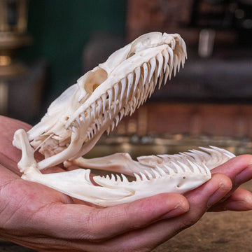 Real 10cm python skull taxidermy detailed bone structure for curio cabinets and reptile collectors.