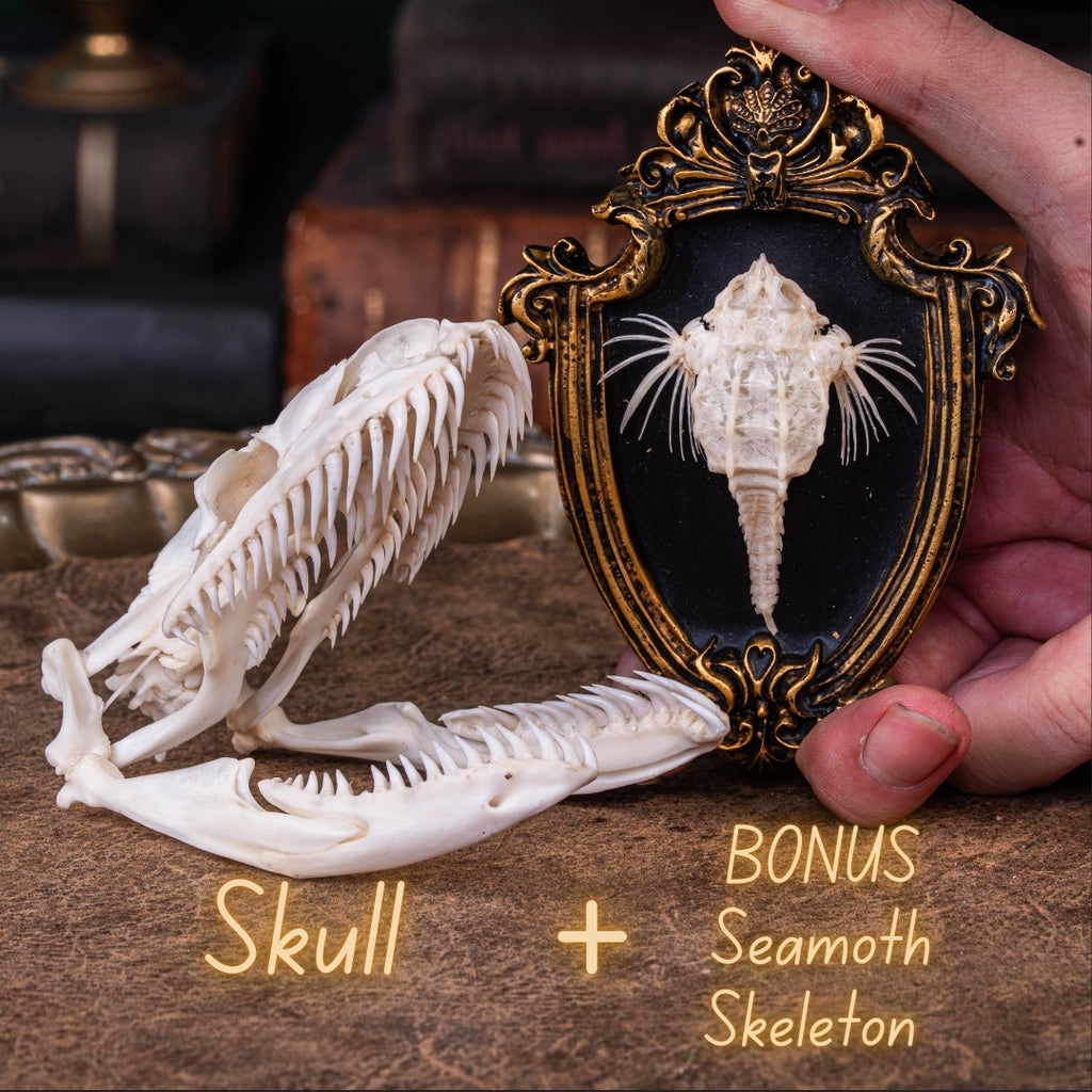 Python Skull Mount Real Python skull, 10 cm snake skull taxidermy – Duy Ng Skeleton